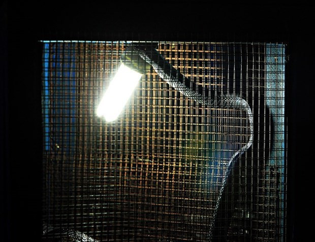 Yılanın kanından şurup yapıyorlar bir de yanına... - Resim: 4