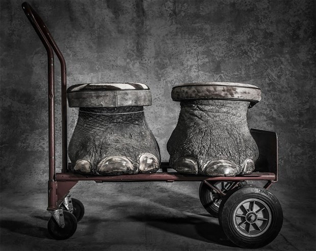 Bunlar vahşi yaşamdan çok özel fotoğraflar ve kazananlar! - Resim: 1