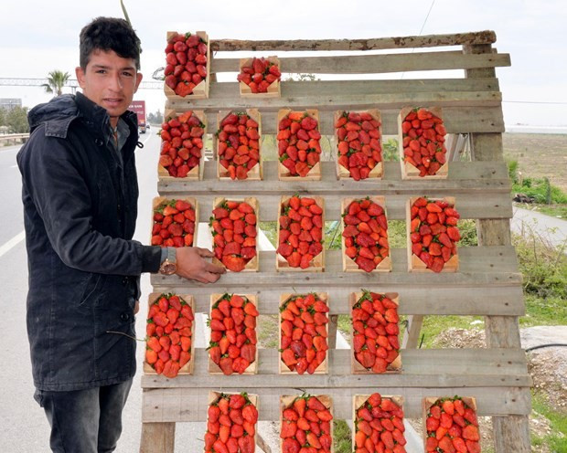 Çileğin tezgahlardaki şeklini gören hayret etti - Resim: 3