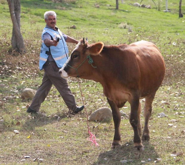 Bayramdan önce boğa yakalama tatbikatı - Resim: 1