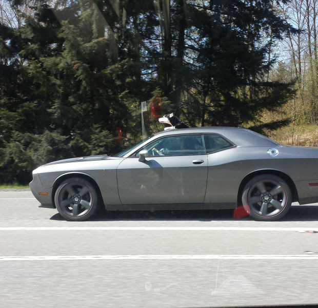 Günün en şaşırtan fotoğrafları - Resim: 3