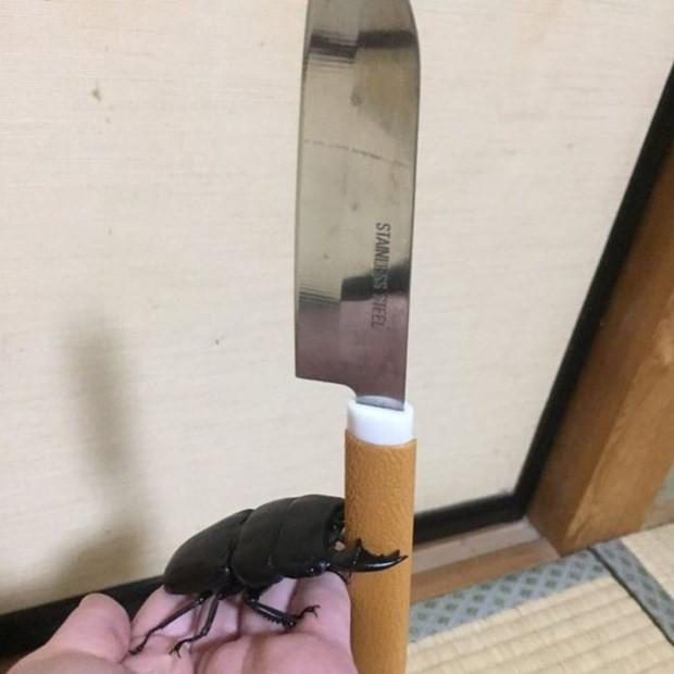 Ressam böcek internet fenomeni oldu - Resim: 4