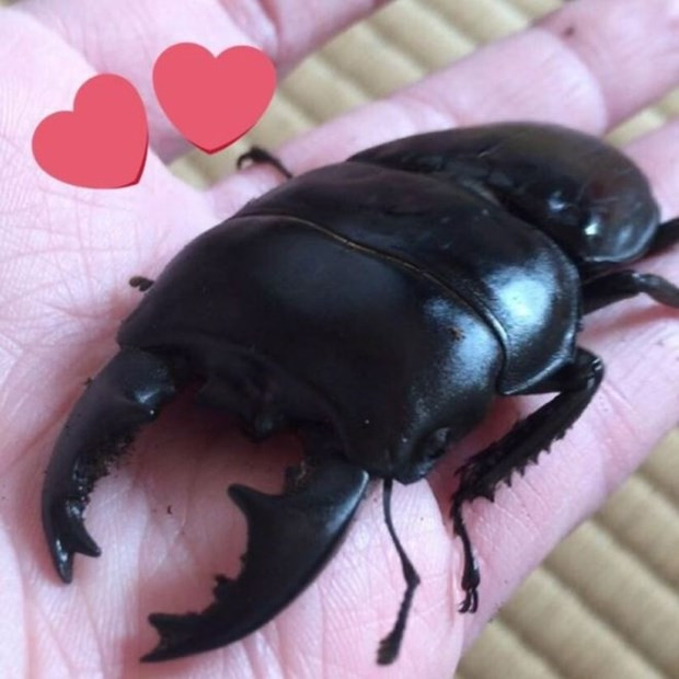 Ressam böcek Instagram fenomeni oldu - Resim: 1