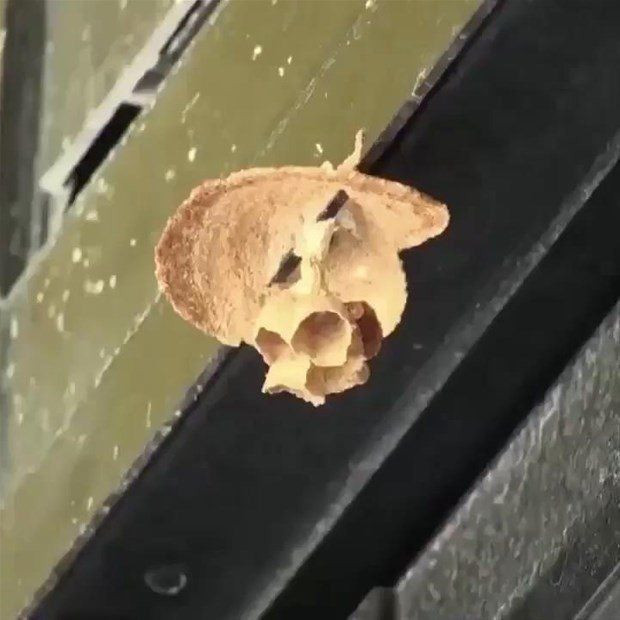 Kraliçe arı olmak kolay iş değil bakın nasıl görüntülendi - Resim: 1