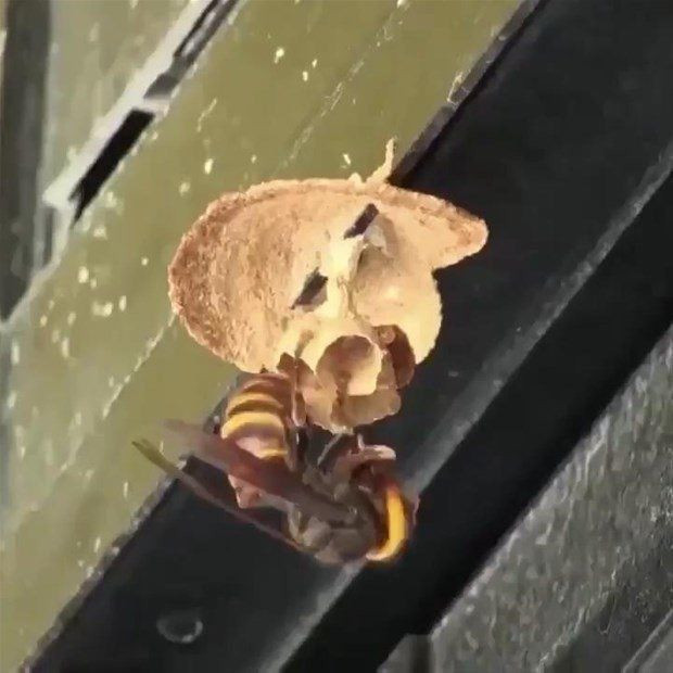 Kraliçe arı olmak kolay iş değil bakın nasıl görüntülendi - Resim: 2