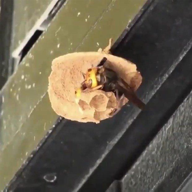 Kraliçe arı olmak kolay iş değil bakın nasıl görüntülendi - Resim: 3