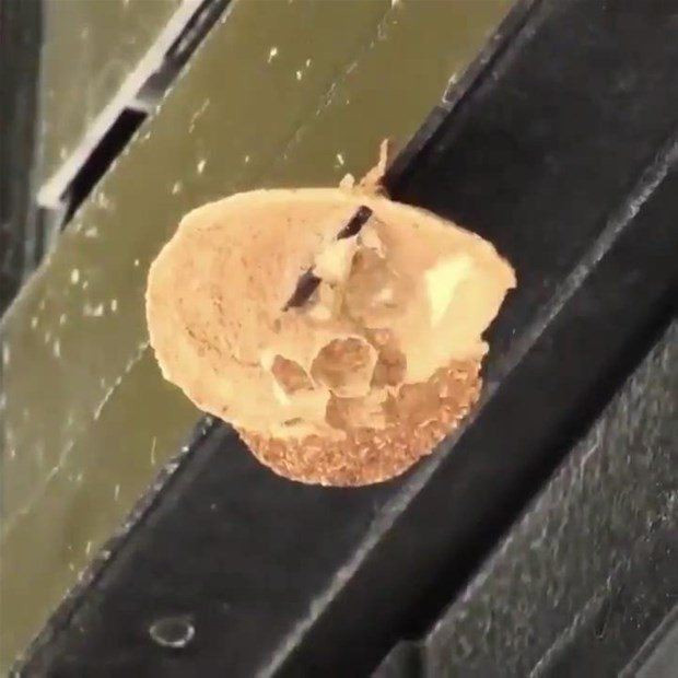 Kraliçe arı olmak kolay iş değil bakın nasıl görüntülendi - Resim: 4