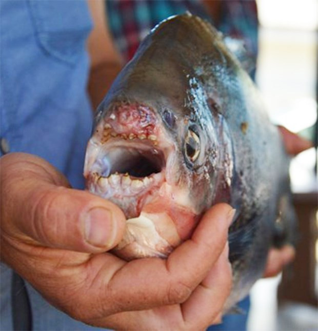 İznik Gölü'nde dev pirana - Resim: 2