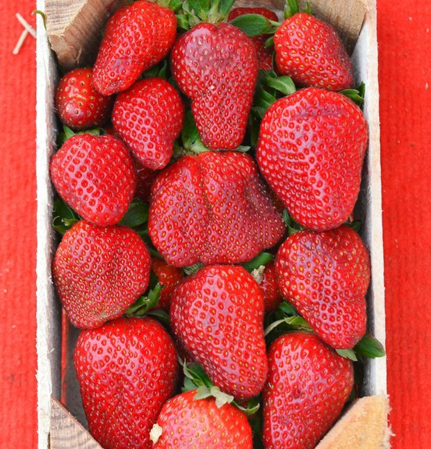 Çileğin tezgahlardaki şeklini gören hayret etti - Resim: 2