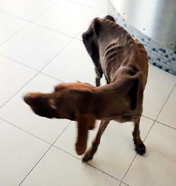 Köpeğe yaptıklarına bakın açlıktan ölüyordu! - Resim: 3