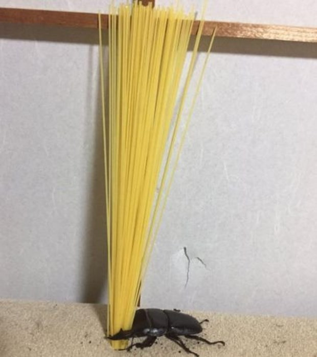 Ressam böcek Instagram fenomeni oldu - Resim: 2