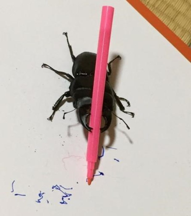 Ressam böcek internet fenomeni oldu - Resim: 3