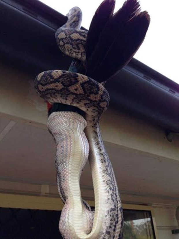Dev Piton çatıdan sarkıp Papağanı yuttu! - Resim: 3