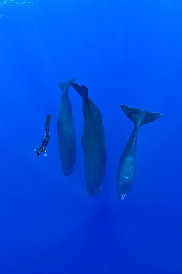 Balinalar dik şekilde uyurken görüntülendi - Resim: 2