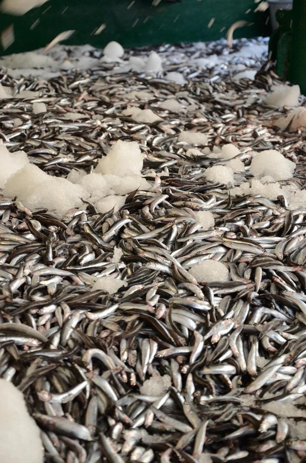 Kilosu 1 liraya hamsi kapışıldı - Resim: 1