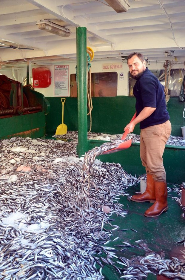 Kilosu 1 liraya hamsi kapışıldı - Resim: 2