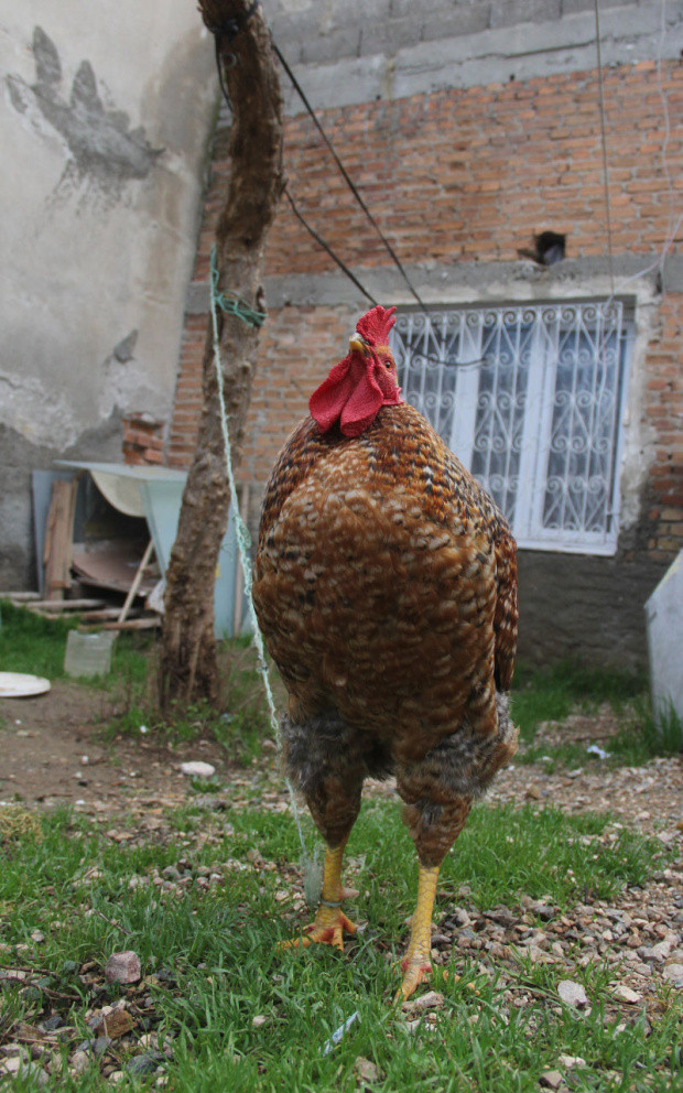 Adana'da horozu ağaca bağladılar - Resim: 1