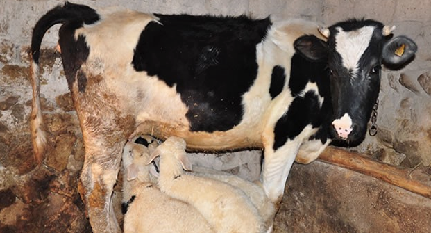 Kadını yılan soktu kocası iyileşsin diye inek pisliğine gömdü! - Resim: 3