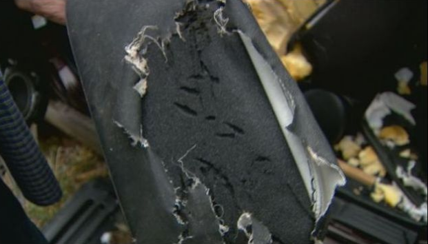 Aç ayı arabayı yedi - Resim: 2