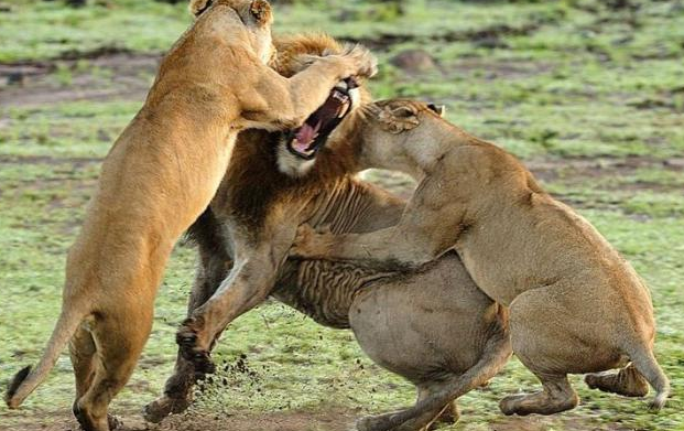 Böyle kapışma görülmedi - Resim: 1