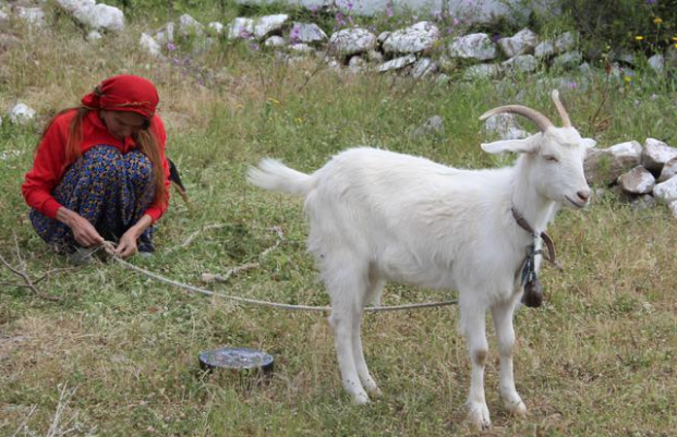 Bilun Dohmen bir zamanların ünlü mankeniydi şimdi koyun otlatıyor - Resim: 1