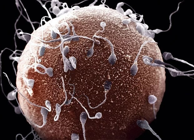 Üremek için seks yapmak tarihe karışacak - Resim: 4