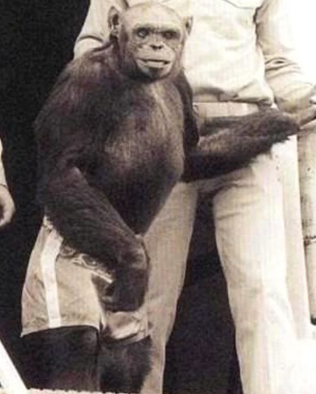 Dünya bunuda gördü şempanze melez insan doğurdu! - Resim: 1