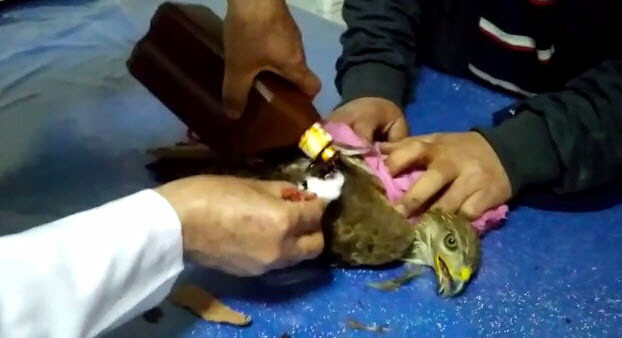 Manisa'da avcıların yaraladığı iddia edilen kızıl şahinin imdadına koştu - Resim: 0