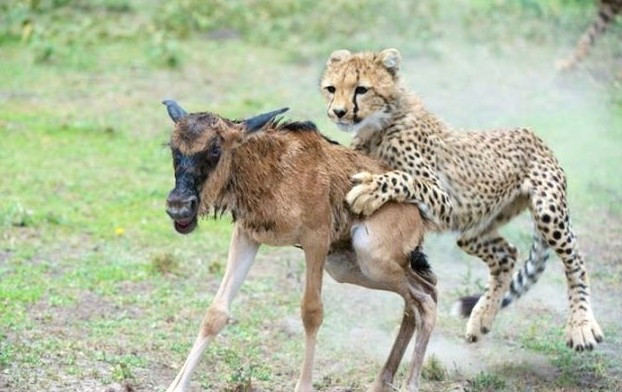 Doğar doğmaz vahşi çitaya yem oldu! En talihsiz an - Resim: 3