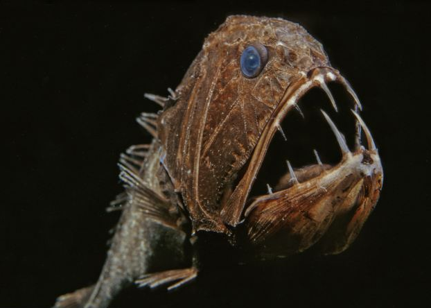 Okyanusun canavarlarıyla tanışın - Resim: 2