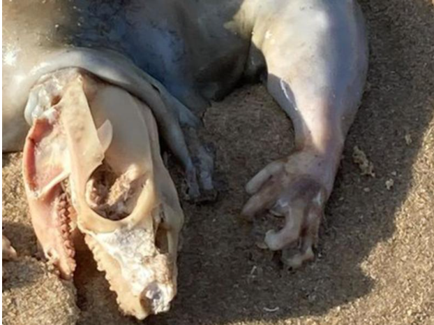 Gizemli yaratık panik yarattı! Avustralya sahilinde tuhaf şey: Uzaylı... - Resim: 2