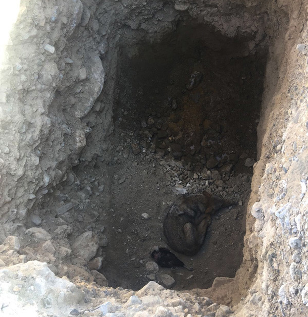 Sinop'ta çukura düşen kurda aç kalmasın diye tavuk verdiler - Resim: 2