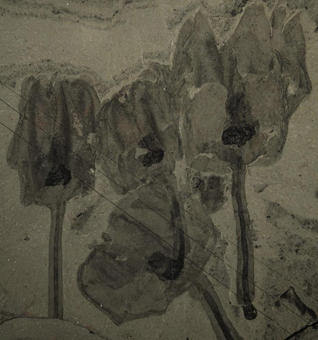 Hayvanlar aleminde 2012'nin en tuhaf keşifleri - Resim: 2