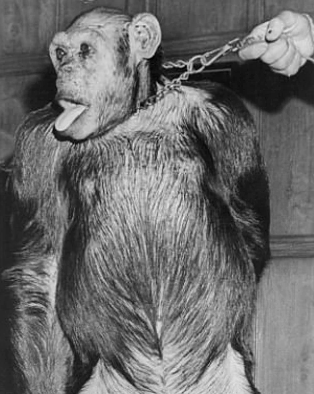 Dünya bunuda gördü şempanze melez insan doğurdu! - Resim: 3