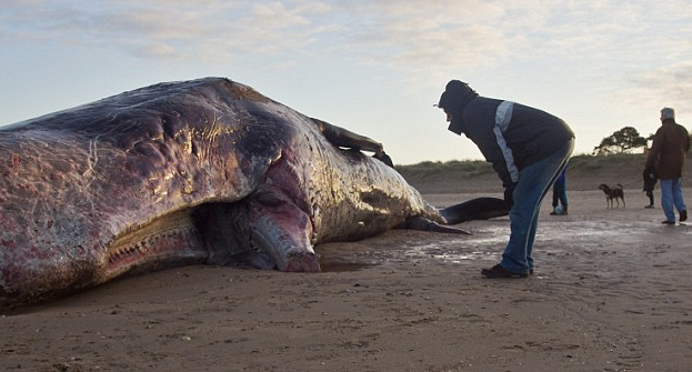 Bu yaratık denizden çıktı - Resim: 3