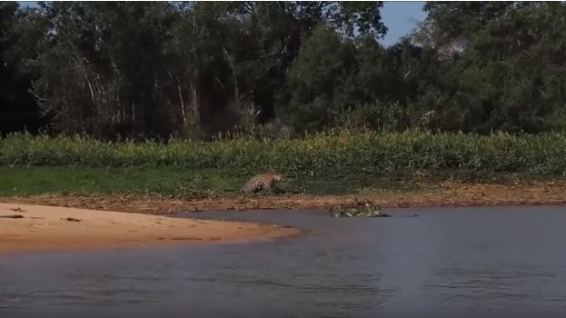 Avcı av oldu! Jaguar timsahı tek hamlede bakın nasıl avladı - Resim: 4