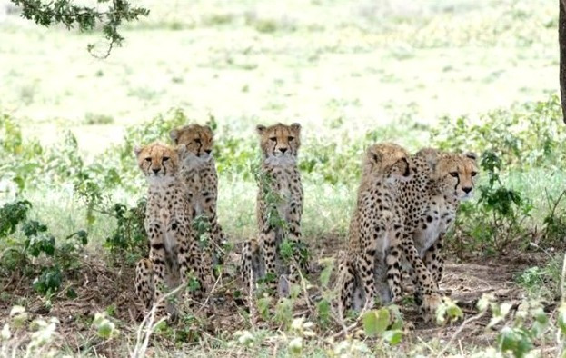 Doğar doğmaz vahşi çitaya yem oldu! En talihsiz an - Resim: 2