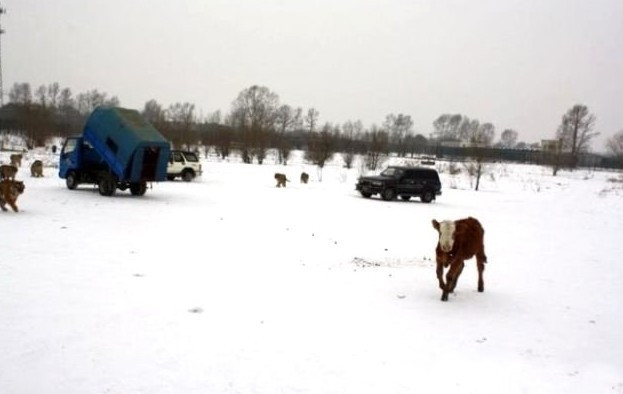 Bunun adı da eğlence! Tavukları kaplanların önüne attılar! - Resim: 2