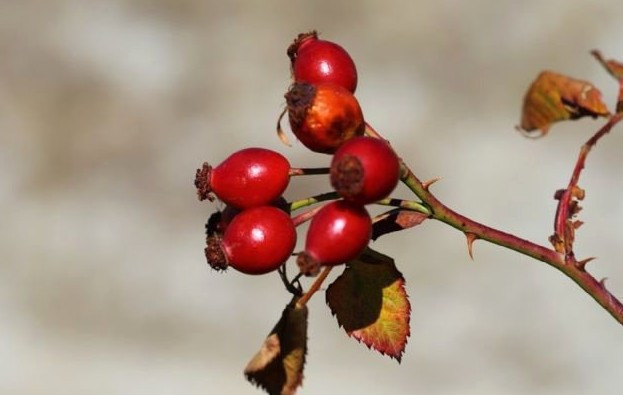 Ağrı kesiciden daha etkili! Kuşburnunu böyle için - Resim: 1