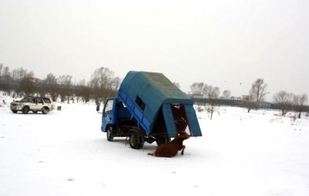 Bunun adı da eğlence! Tavukları kaplanların önüne attılar! - Resim: 1