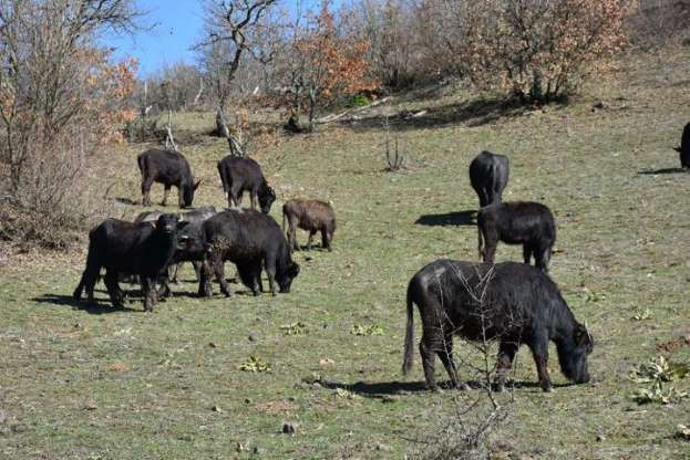 Mandalara yaptığı yöntemle daha kaliteli süt üretiyor - Resim: 3