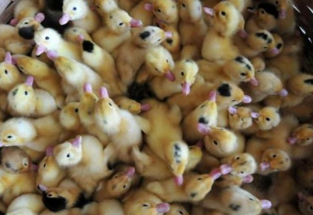 Yavru ördekleri canlı canlı yaktılar! - Resim: 1