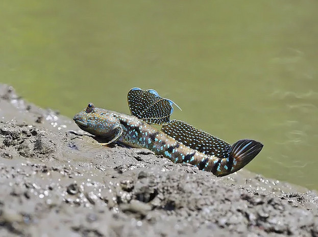 Bu hayvanlar çok farklı! - Resim: 2
