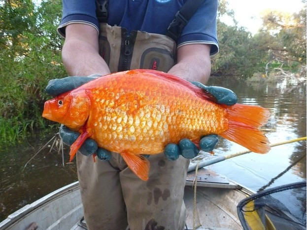 Minik Japon balığı nehirde canavara dönüştü - Resim: 4