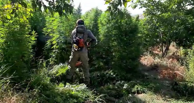 Diyarbakır'da rekor sayıda kenevir ele geçirildi - Resim: 0