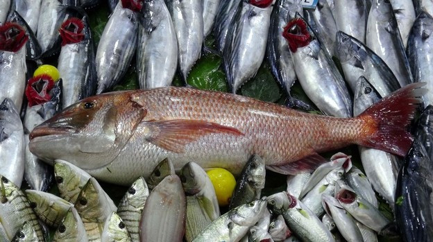 Amatör balıkçıdan dev yakalayış! Bu boyutta nadiren yakalanıyor - Resim: 2