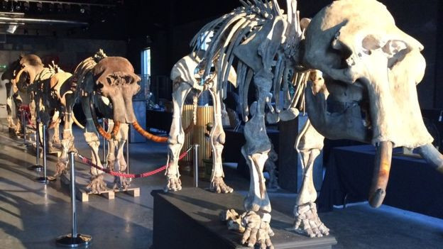 16 bin yıllık mamut iskeletleri satışa çıkıyor - Resim: 4