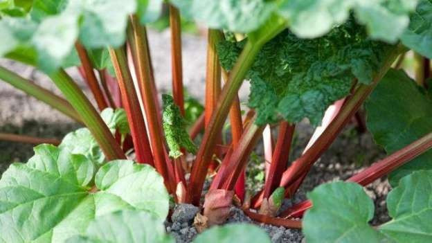 Hangi yiyecekler zehirli madde içeriyor? - Resim: 4