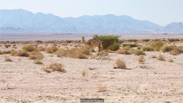 Deniz suyu ile çölde tarım yapılabilir mi? - Resim: 2