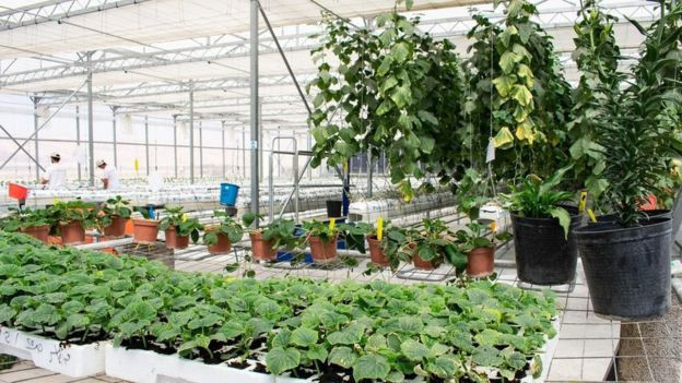 Deniz suyu ile çölde tarım yapılabilir mi? - Resim: 3